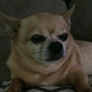 Meet your Posher, Wendy